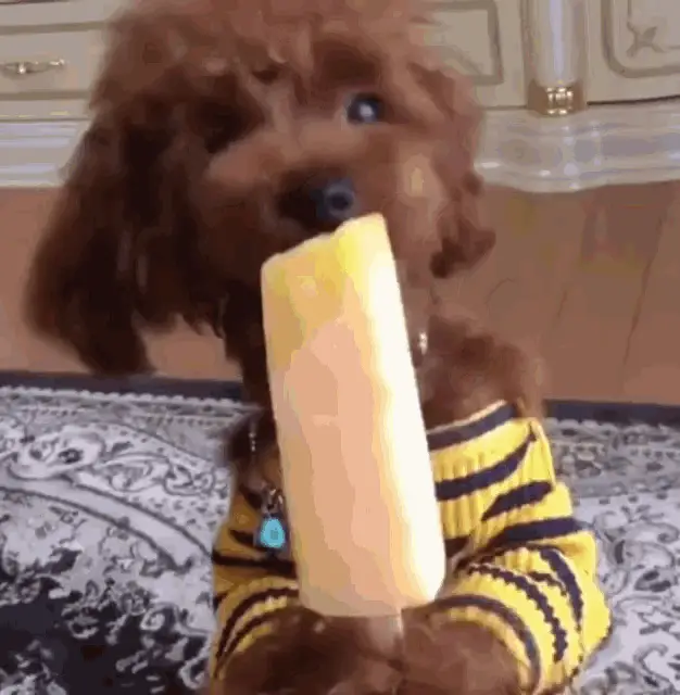 Yum Poodle Eating Popsicle – free GIF download | meme platform | memes GIF
