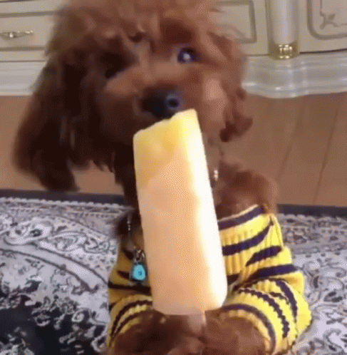 Yum Poodle Eating Popsicle – free GIF download | meme platform | memes GIF