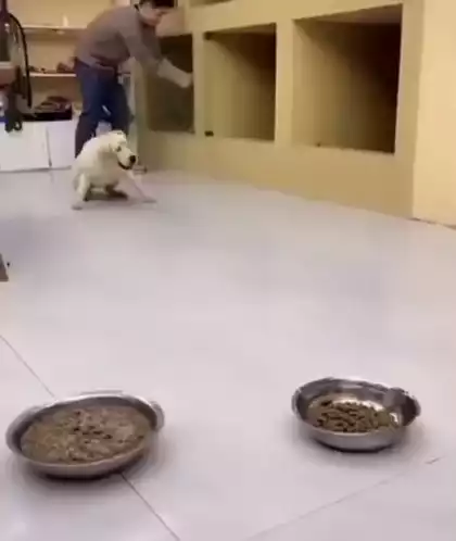 Hungry Dog's Messy Mealtime