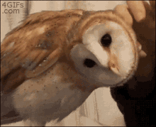 GIF