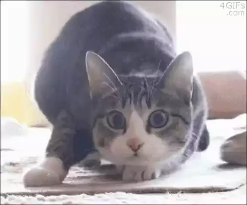 Cute Wide-Eyed Kitty Ready to Pounce