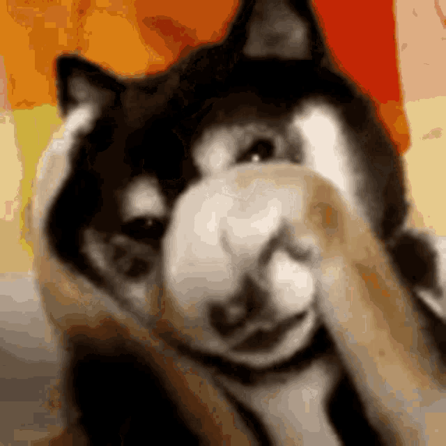 Shy Puppy Peek-a-Boo