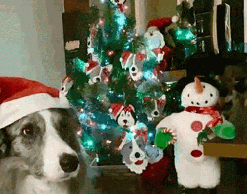 Cute Border Collie in Santa Hat for Christmas