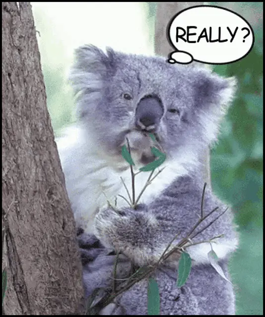 Koala Eating Leaves: Really?