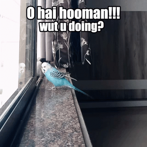Parakeet: Hi Human, Wut U Doing?