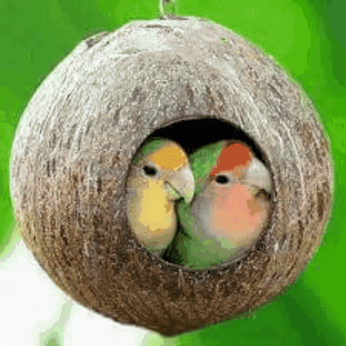 Good Morning Birds in Coconut Nest