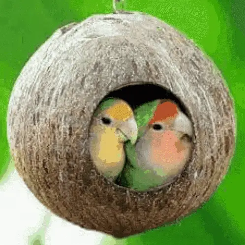 Good Morning Birds in Coconut Nest