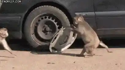 Monkey Steals Car Hubcap