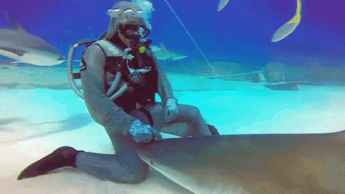 Scuba Diver Interacts with Shark Underwater