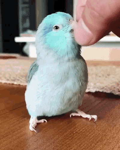 Cute Parrotlet Enjoys Gentle Petting