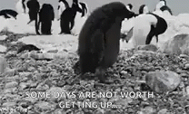 Lazy Penguin Face Plant
