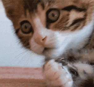 Adorable Shocked Kitten Close-Up