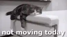 Ana Ahah: Lazy Cat