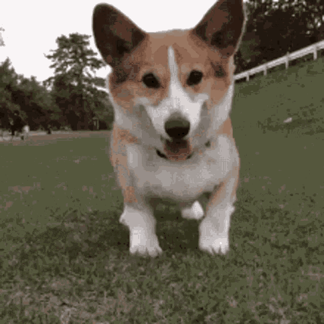 Happy Corgi on Green Grass