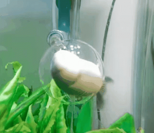 Fish Head Spinning in Aquarium Dome