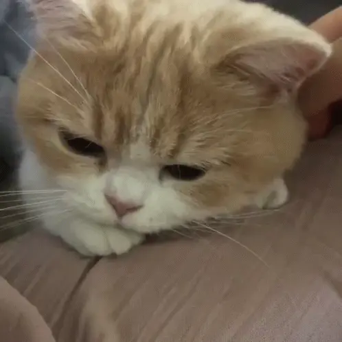 attachment