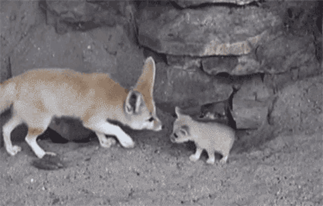 Fennec Fox and Baby Fox Affection