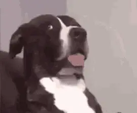Confused Dog Dawg Head Tilt