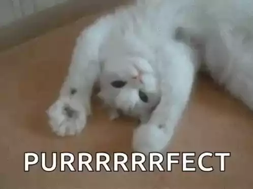 Purrrrfect Cat