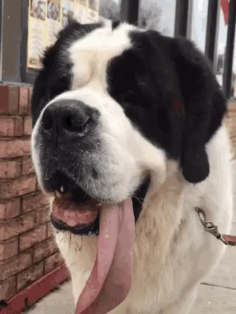 St Bernard Dog with Long Tongue