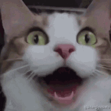 Excited Happy Cat Smiling