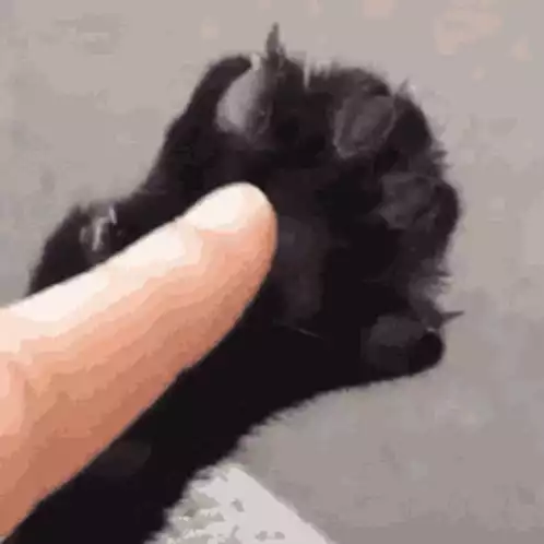Talk To My Paws