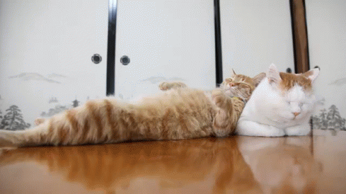Sleeping Cats: Ginger Cat is a Pillow