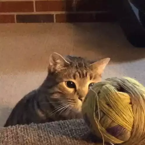 Playful Kitten Swats Yarn Ball