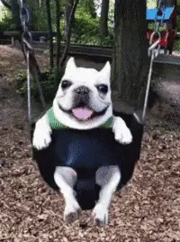 Happy French Bulldog Puppy on a Swing