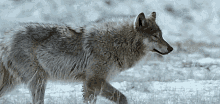 GIF uploaded by Stavros