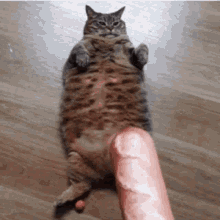 GIF