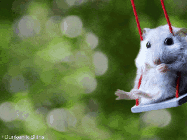 Cute Hamster on a Swing