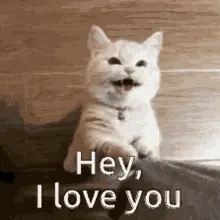 Cute Cat Says 'Hey, I Love You'