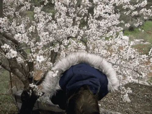 Girl Flips Hair Amidst Spring Blossoms