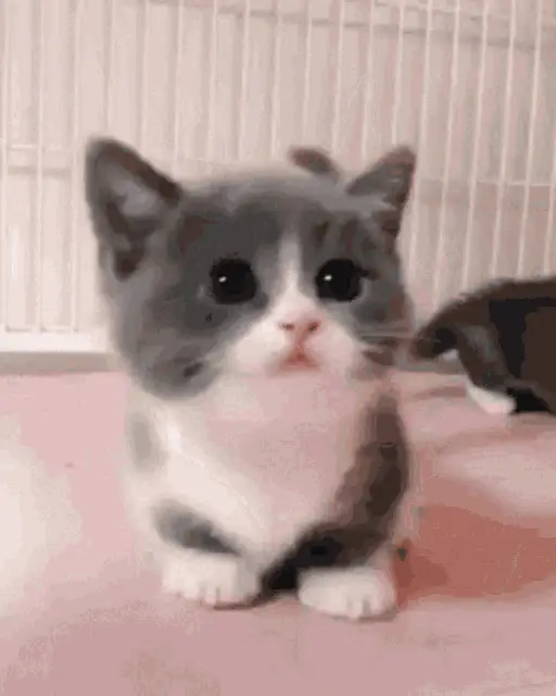 Adorable Kitten Meowing and Looking Around – cat meme GIF free download no watermark 2026