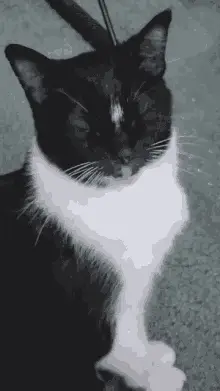 Munchie Cat Meow