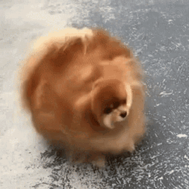 Cute Pomeranian Dog Spinning