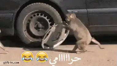 قرد حرامي: مواقف كوميدية مع عجل السيارة