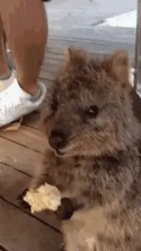 Cute Quokka Nomnom Eating