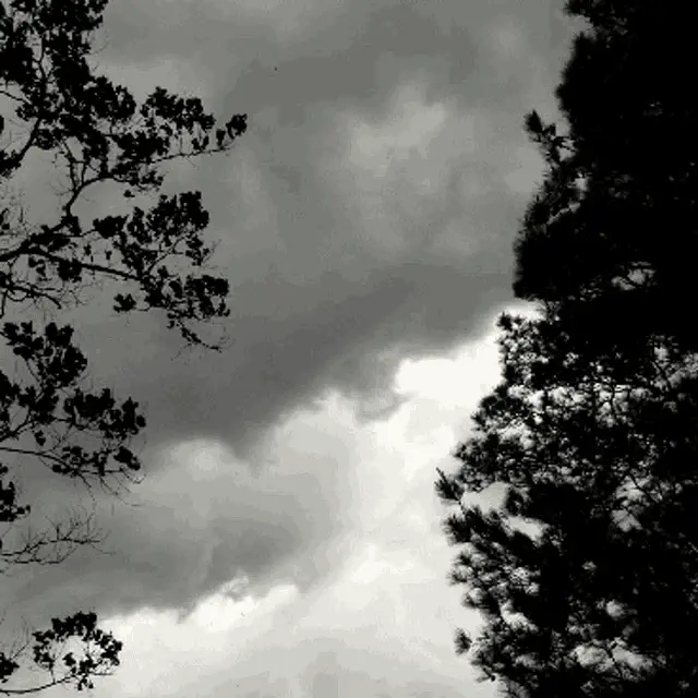 Scary Weather: Trees in a Storm