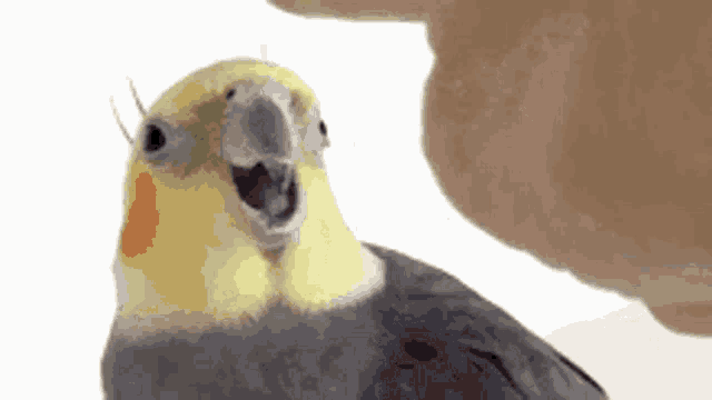 Cute Cockatiel's Surprised Reaction to Head Pat
