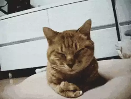 Cute Cat Does a Facepalm