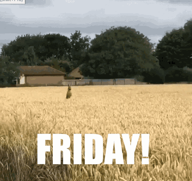 Excited Dog's Friday Dance in Wheat Field