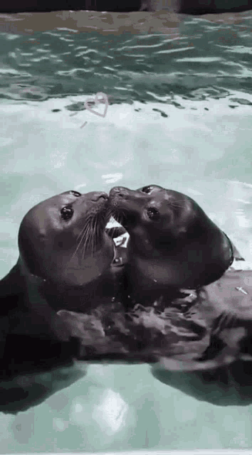 Cute Seals Kissing in Water