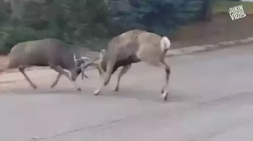 Bucks Fighting on Road