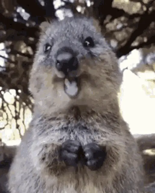 Cute Quokka's 'Where's the Food?' Expression