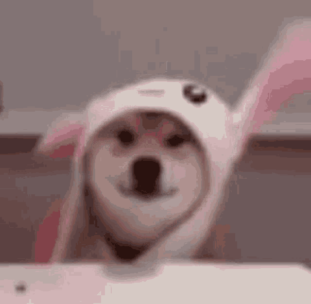 Cute Dog in Bunny Hat Smiles