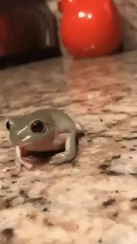 Cute Frog Gets a Tiny Top Hat