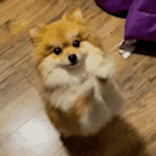 GIF