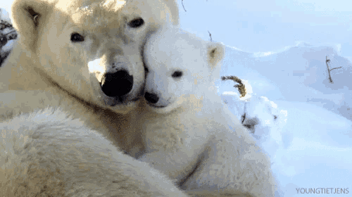 Polar Bear Mother and Cub Cuddle